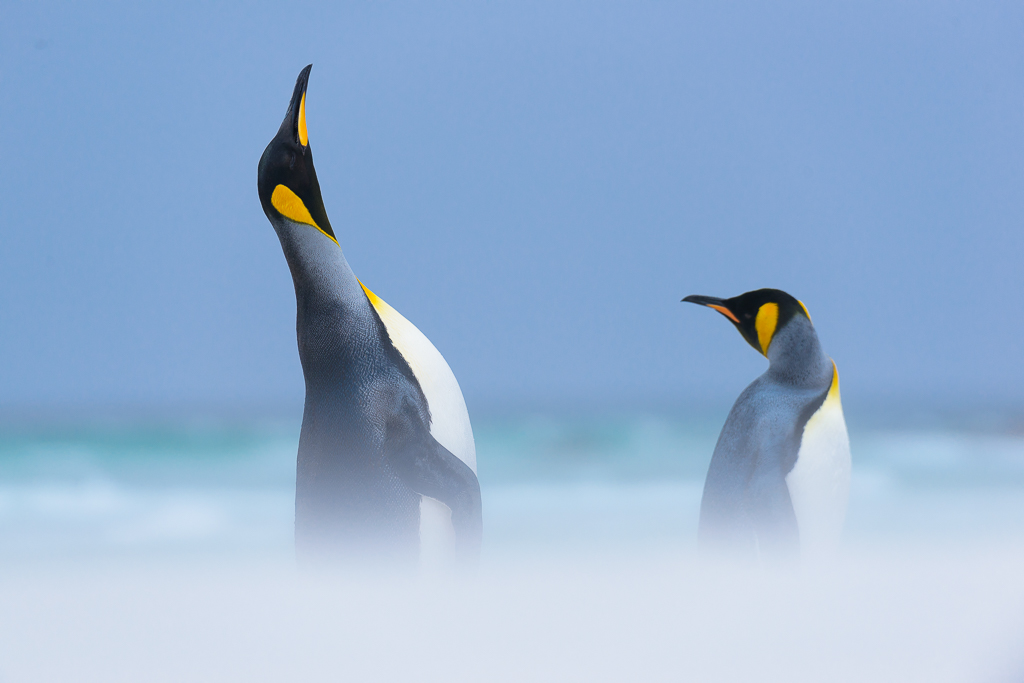 Antarctica Photo Safaris