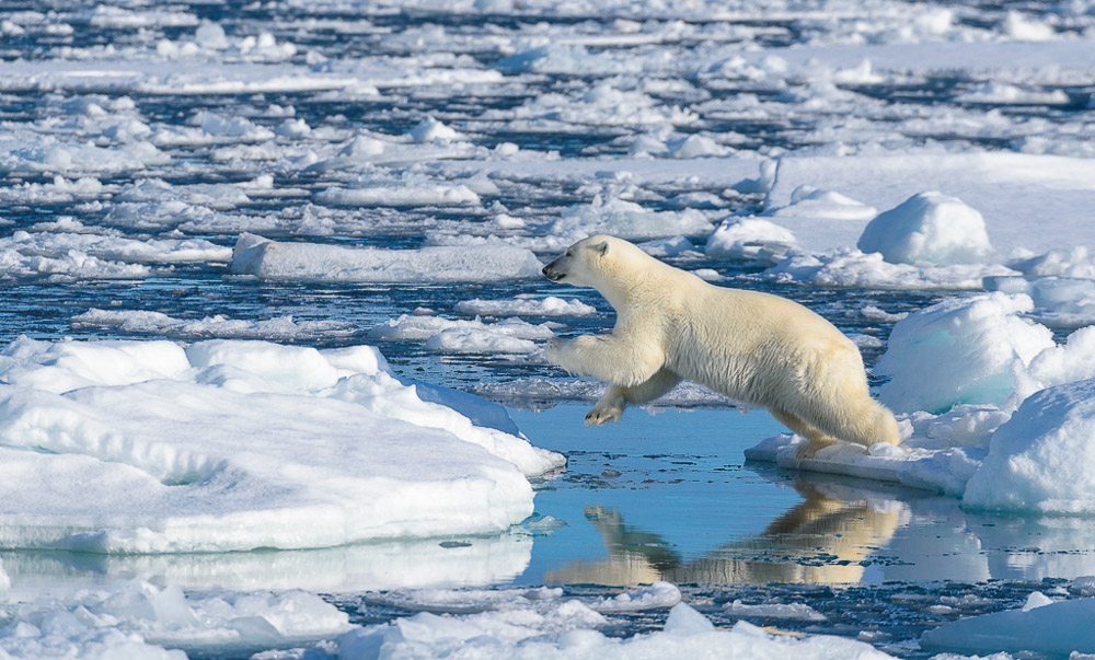 Arctic Svalbard Photo Safaris