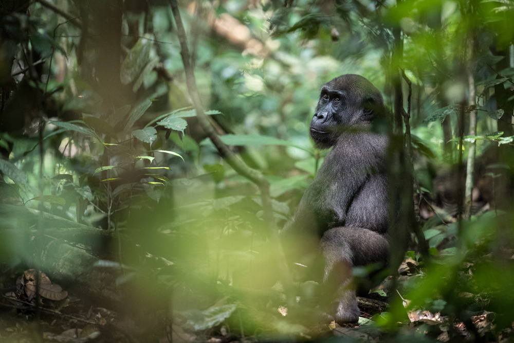 Gabon Photo Safaris