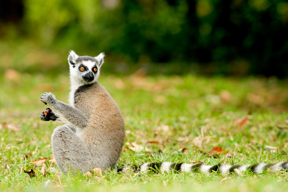 Madagascar Photo Safaris