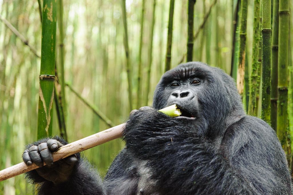 Rwanda Photo Safaris