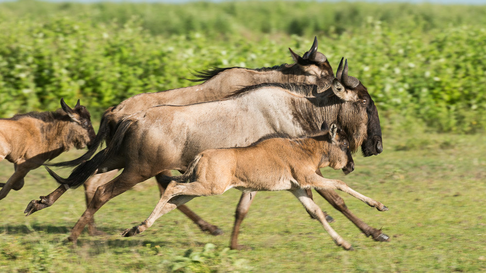 Tanzania Photo Safaris
