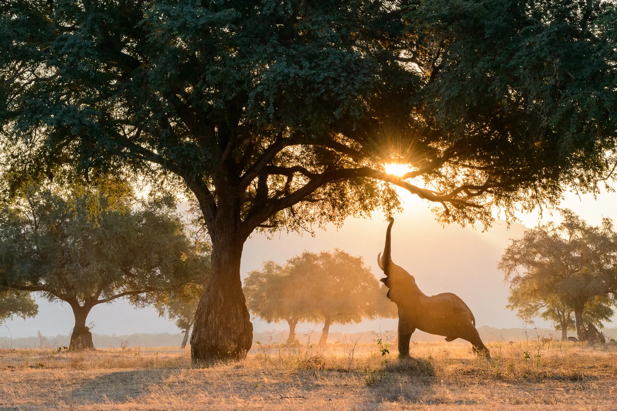 Zimbabwe Photo Safaris