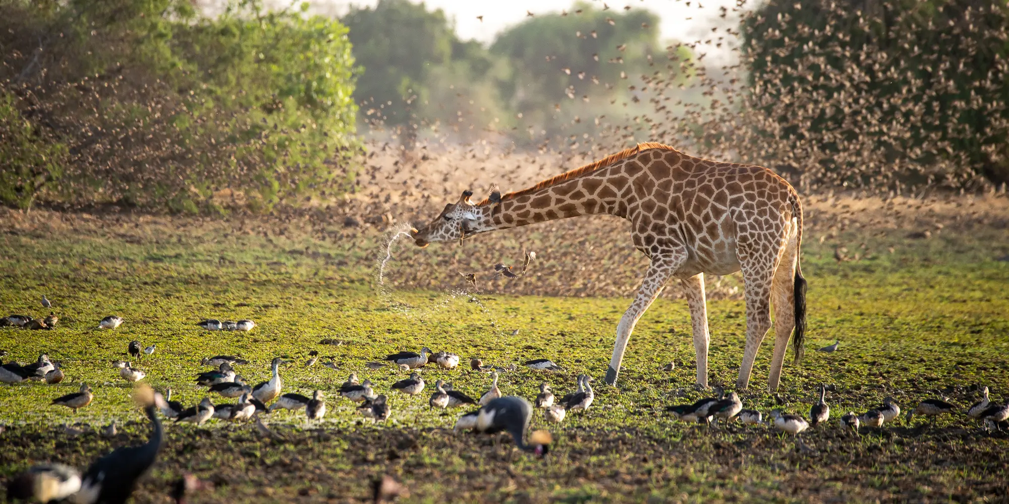 Chad Photo Safaris