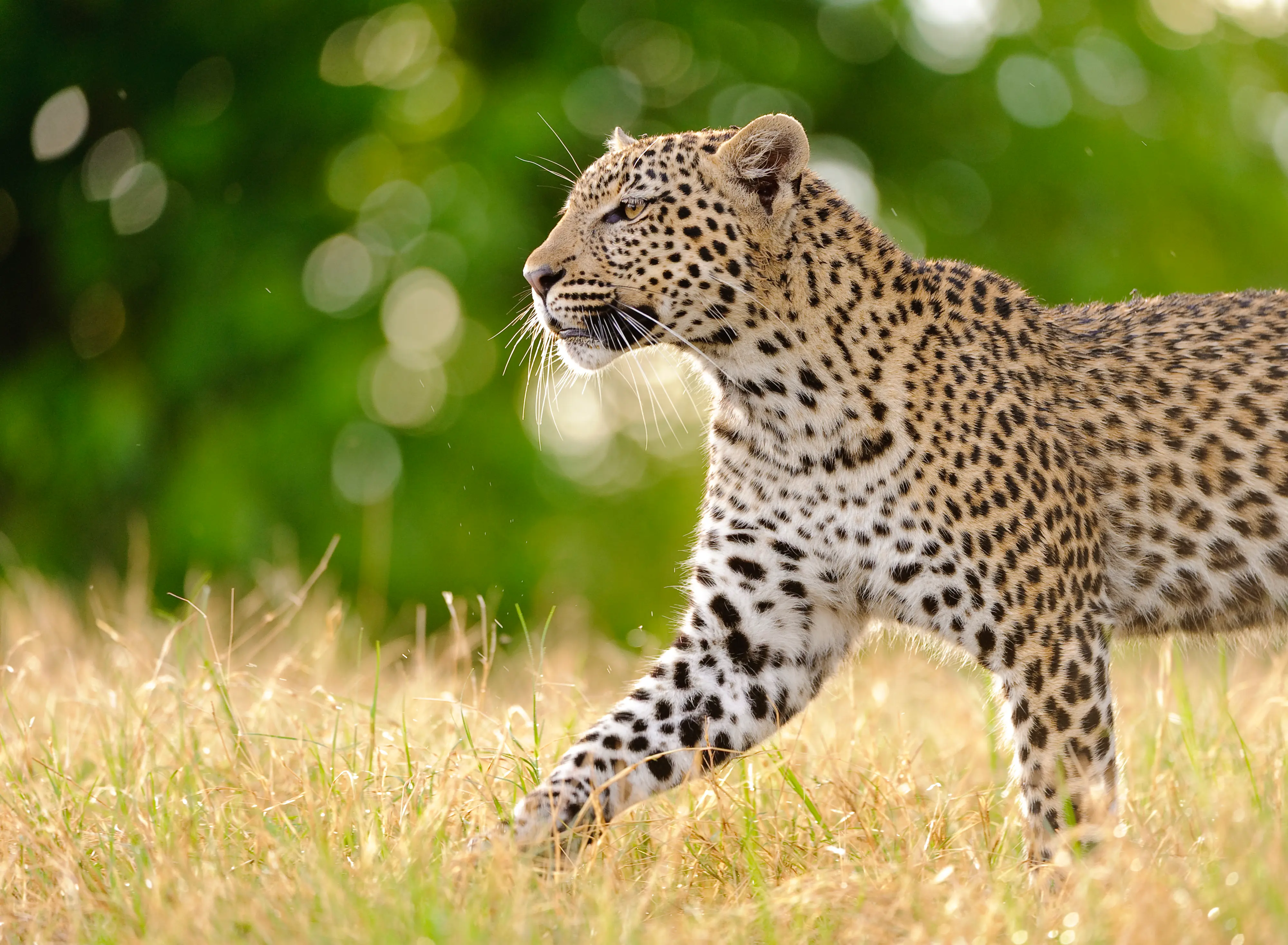 Beyond Our Photo Safaris
