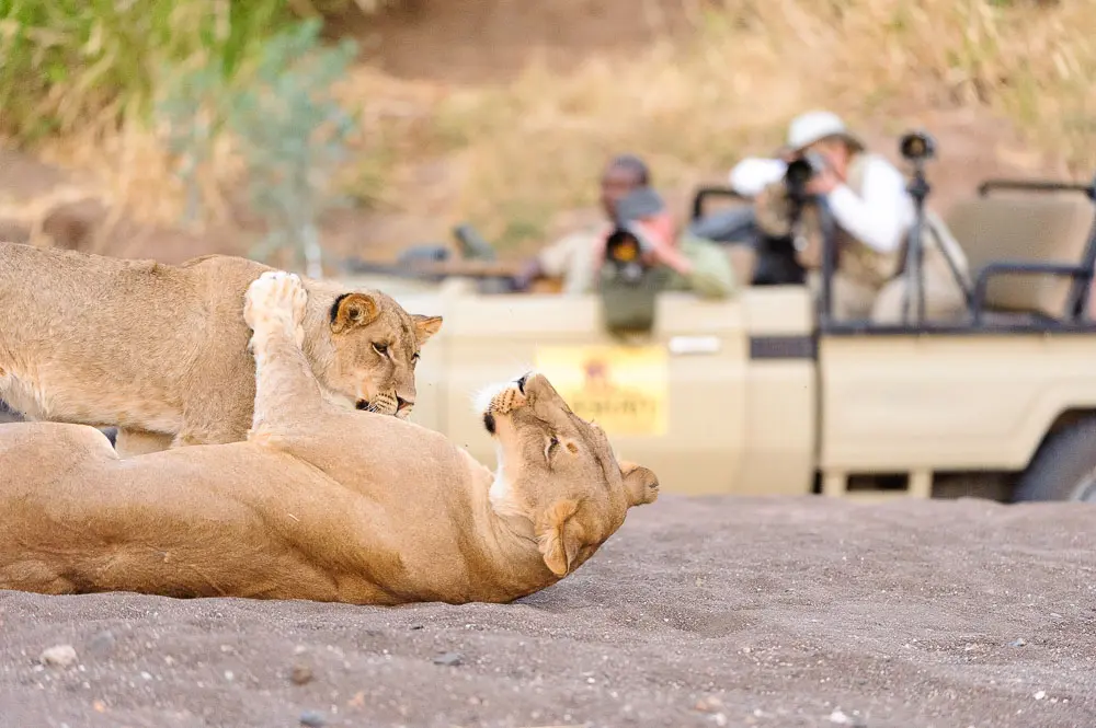 Why Come on Safari with C4?